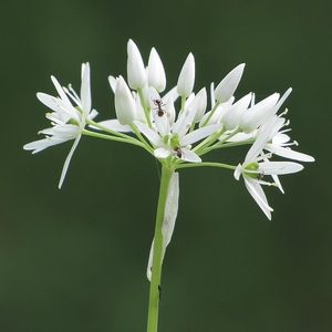 Česnek medvědí (Allium ursinum L.)