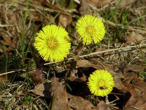 Podběl lékařský (Tussilago farfara)