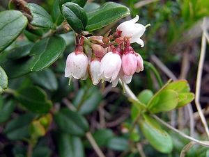 Brusnice brusinka  (Vaccinium vitis)