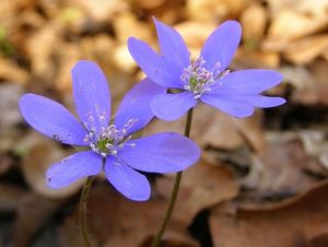 Jaterník podléška (Hepatica nobilis Mill.)