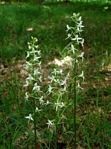 Vemeník dvoulistý (Platanthera bifolia)