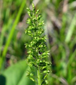 Bradáček vejčitý (Listera ovata)