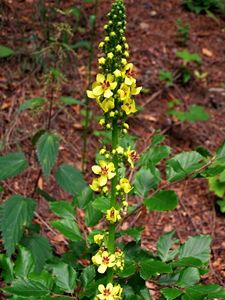 Divizna černá (Verbascum nigrum)