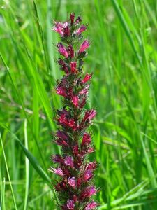 Hadinec červený (Echium rubrum)