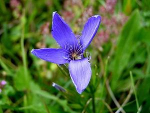 Hořec brvitý (Gentianopsis ciliata)