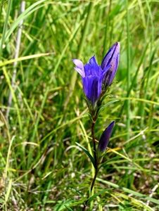 Hořec hořepník (Gentiana pneumonanthe)