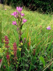 Hořeček mnohotvarý český (Gentianella praecox subsp. bohemica)