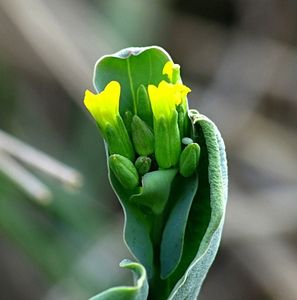 Hořinka rakouská  (Conringia austriaca)