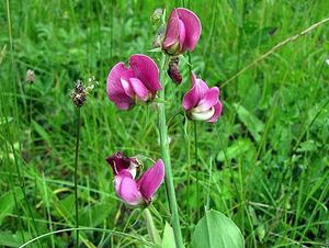 Hrachor hlíznatý (Lathyrus tuberosus.)