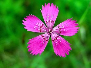 Hvozdík kropenatý (Dianthus deltoides L.)