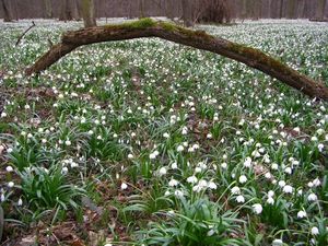 Bledule jarní (Leucojum vernum L.)