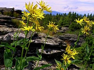 Kamzičník rakouský (Doronicum austriacum)