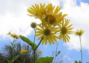 Kamzičník rakouský (Doronicum austriacum)