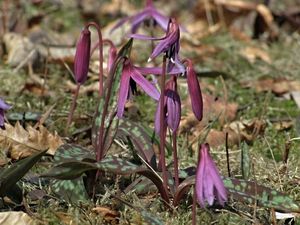 Kandík psí zub  (Erythronium dens-canis)