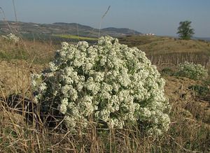 Katrán tatarský (Crambe tatarica)