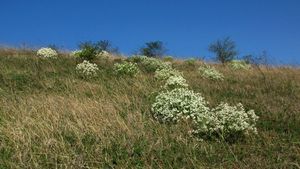 Katrán tatarský (Crambe tatarica)