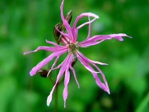 Kohoutek luční (Lychnis flos - cuculi)