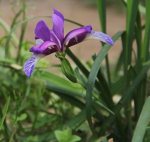 Kosatec trávovitý (Iris graminea L.)