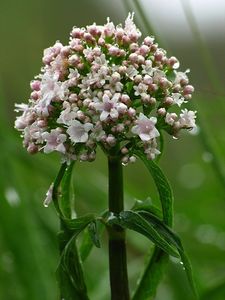 Kozlík trojený rakouský (Valeriana tripteris subsp. austriaca E. Walth)