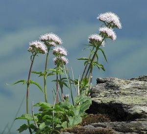 Kozlík trojený rakouský (Valeriana tripteris subsp. austriaca E. Walth)