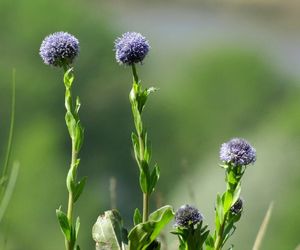 Koulenka prodloužená (Globularia bisnagarica)