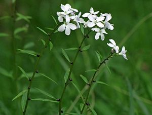 Kyčelnice cibulkonosná  (Dentaria bulbifera)