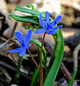 Ladoňka dvoulistá   (Scilla bifolia )