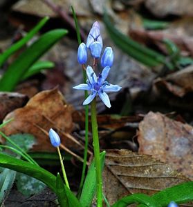 Ladoňka karpatská (Scilla kladnii Schur)