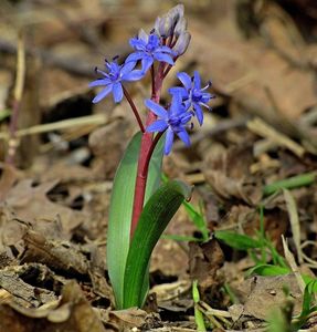 Ladoňka vídeňská  (Scilla vindobonensis Speta)