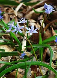 Ladoňka vídeňská  (Scilla vindobonensis Speta)