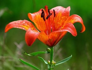 Lilie cibulkonosná (Lilium bulbiferum L.)