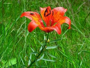 Lilie cibulkonosná (Lilium bulbiferum L.)