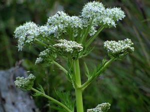 Mázdřinec rakouský (Pleurospermum austriacum (L.) Hoffm)