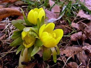 Talovín zimní (Eranthis hyemalis (L.) Salisb.)