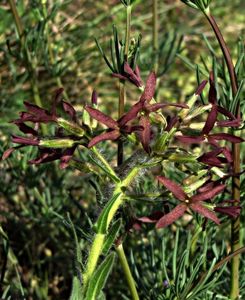 Večernice smutná (Hesperis tristis L.)