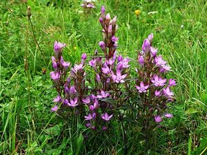 Hořeček mnohotvarý český (Gentianella praecox subsp. bohemica)