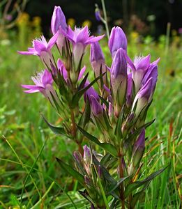 Hořeček mnohotvarý český (Gentianella praecox subsp. bohemica)