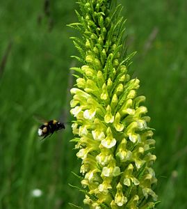 Všivec statný (Pedicularis exaltata Bunge)