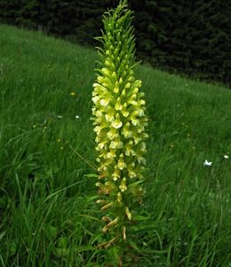 Všivec statný (Pedicularis exaltata Bunge)