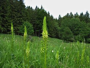 Všivec statný (Pedicularis exaltata Bunge)