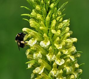 Všivec statný (Pedicularis exaltata Bunge)