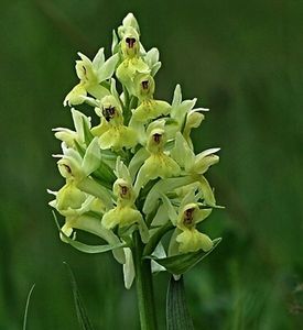 Prstnatec bezový (Dactylorhiza sambucina (L.) Soó)