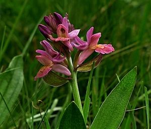 Prstnatec bezový (Dactylorhiza sambucina (L.) Soó)