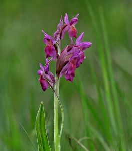 Prstnatec bezový (Dactylorhiza sambucina (L.) Soó)