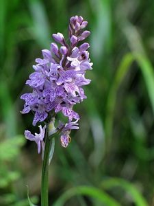 Prstnatec fuchsův  (Dactylorhiza fuchsii )