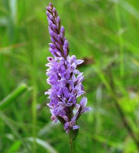 Prstnatec fuchsův  (Dactylorhiza fuchsii )