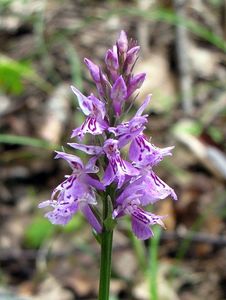 Prstnatec fuchsův  (Dactylorhiza fuchsii )