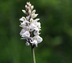 Prstnatec fuchsův  (Dactylorhiza fuchsii )