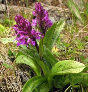 Prstnatec fuchsův  (Dactylorhiza fuchsii )