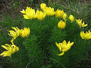 Hlaváček jarní (Adonis vernalis)